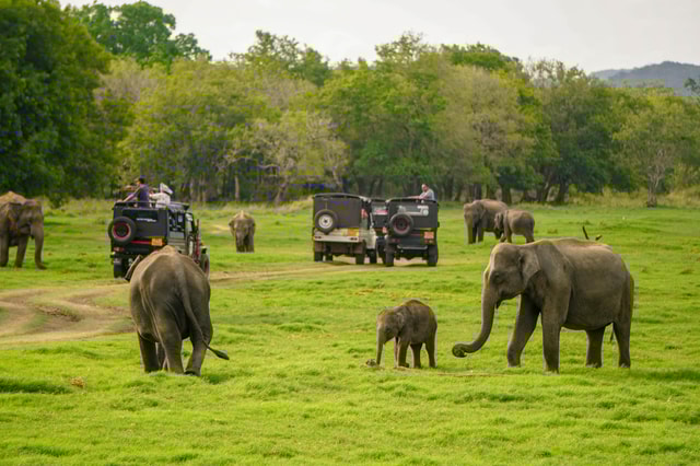 Vanuit Sigiriya: Minneriya National Park Halve dag safari