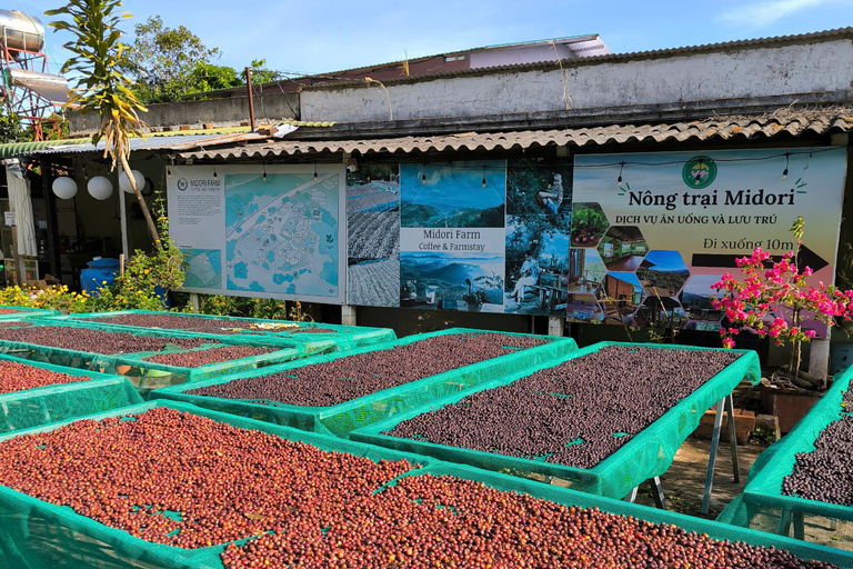 Dalat: piantagione di caffè, fabbrica di seta e tour culturaleDalat: tour tra piantagioni di caffè, fabbriche di seta e cultura