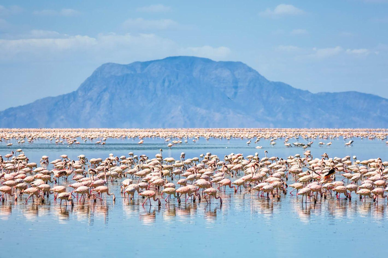 3-Daagse vogelreis naar Lake Nakuru, Lake Bogoria&amp; Lake Naivasha