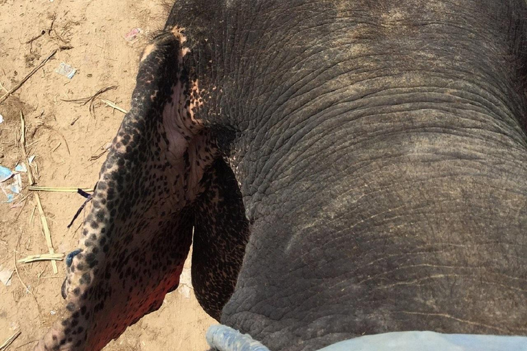 Jaipur: Hathigao Elephant Village Ride, Feeding, & Photos Riding, Feeding, Climbing And Photography with Elephant