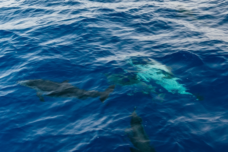 Lanzarote: 2,5-godzinny rejs o zachodzie słońca z delfinami