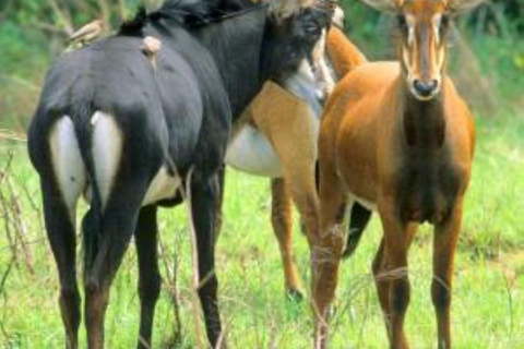 Depuis mombasa : Safari d&#039;une journée dans la réserve nationale des collines de Shimba