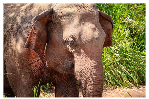 Wild Elephant Safari Tour Minneriya, Kaudulla & Hurulu ECO Start from Dambulla