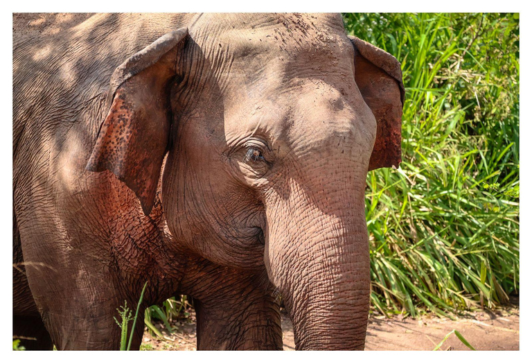 Wild Elephant Safari Tour Minneriya, Kaudulla & Hurulu ECO Start from Dambulla
