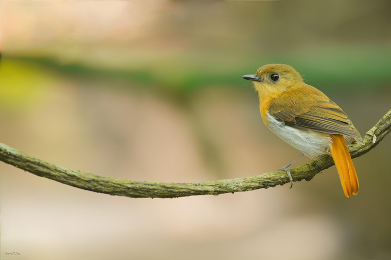 Puerto Princesa: Full-Day Birdwatching Tour with Guide