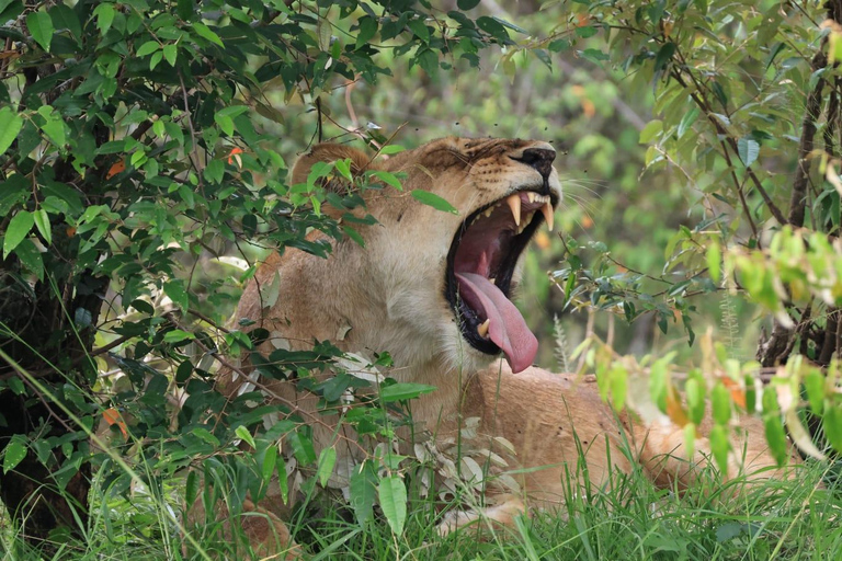 Visite d&#039;une demi-journée du parc national de Nairobi