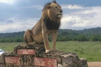 Nairobi National Park Spiel fahren - Hizvo