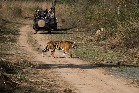From Khajuraho: Panna Tiger Safari Tour for 1 Night 2 Days