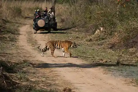 From Khajuraho: Panna Tiger Safari Tour for 1 Night 2 Days