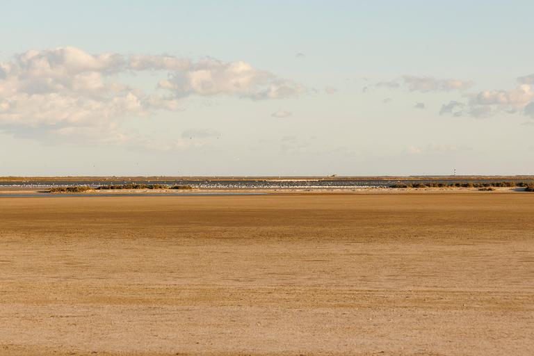 Aigues-Mortes 3H: Discover the secret Camargue in a 4x4 Full-Day