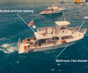 Oahu: Honolulu Turtle Canyon Snorkeling Tour