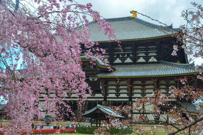Nara Cherry Blossom Highlights Spring Day Tour from Osaka Shared Tour, Meet at Tsurutontan Soemoncho