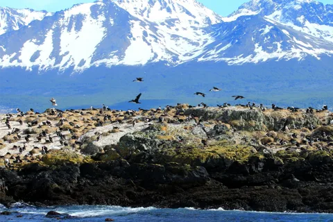 Ushuaia: Tour: Navegación Canal de Beagle