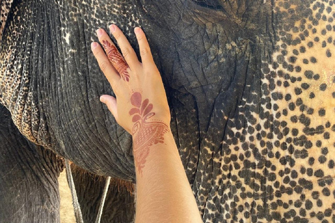 Jaipur: Hathigao Elephant Village Ride, Feeding, & Photos Riding, Feeding, Climbing And Photography with Elephant