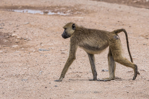 2-Day Tsavo East Safari with Meals and Hotel, Open roof jeep