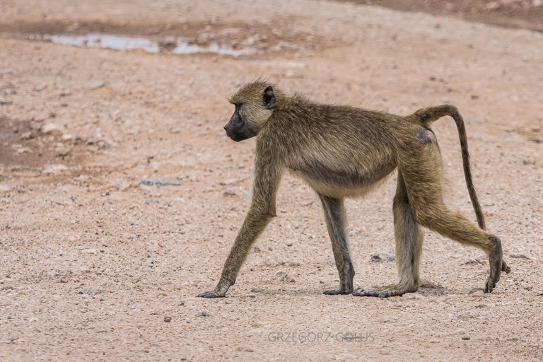 2-Day Tsavo East Safari with Meals and Hotel, Open roof jeep