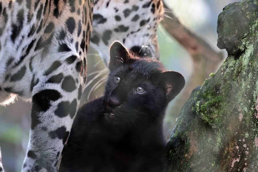 Amsterdam: ARTIS Royal Zoo Entry Ticket. Foto: GetYourGuide