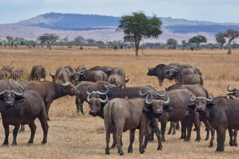 from Zanzibar: 3-Days Mikumi national park Safari with Train