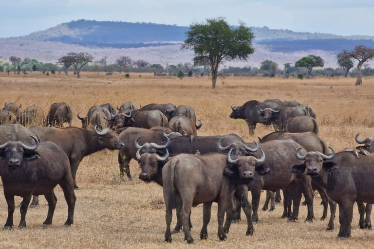 from Zanzibar: 3-Days Mikumi national park Safari with Train