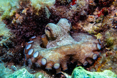 Try Scuba Diving in Cala d'Or – No Experience Needed