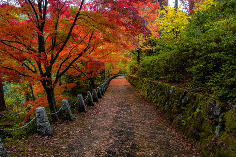 Excursão de um dia a Nara saindo de Osaka