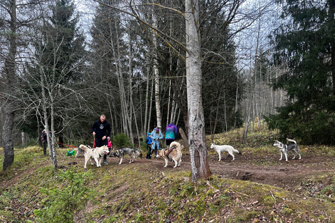 Riga : Randonnée avec des huskys sur le sentier de la nature