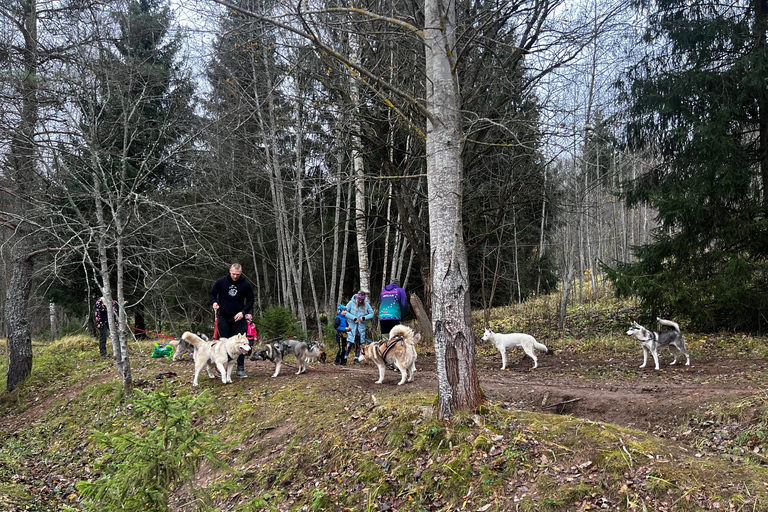 Riga: Caminhada de Husky no trilho natural