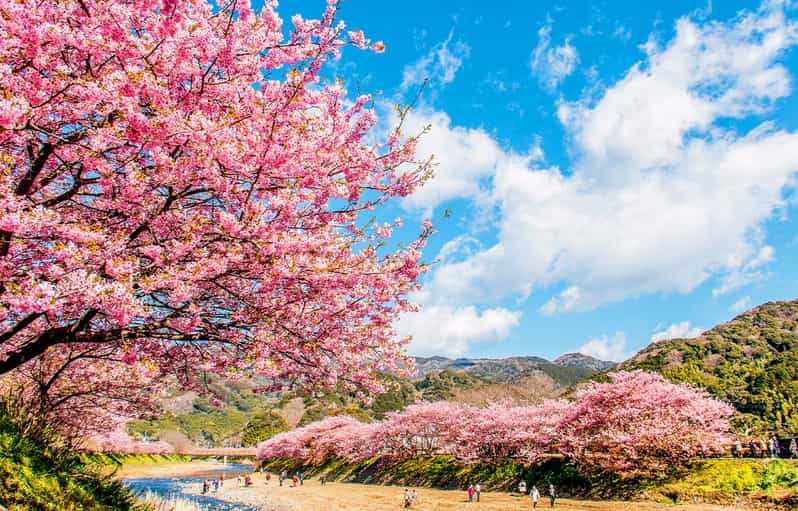 Sakura Special Kawazu Sakura Strawberry Hot Spring Day Tour | GetYourGuide