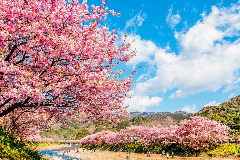 Specjalna wycieczka Kawazu Sakura Strawberry Hot Spring Day TourWyjście Shinjuku West