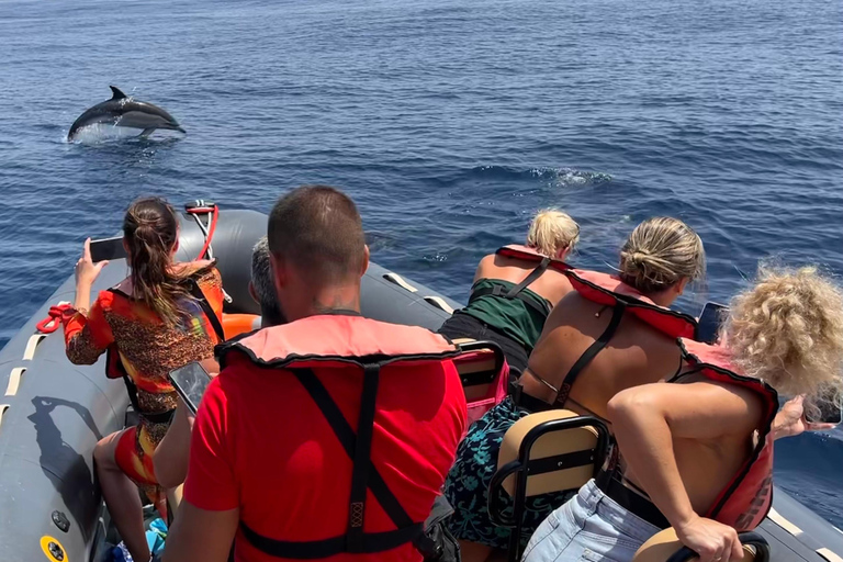 Portimão: Dolphins and Marine Life boat tour with Biologist Small-group Tour