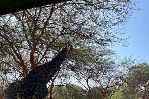 Saly: Bandia Reserve & Pink Lake Private Tour with Boat Ride