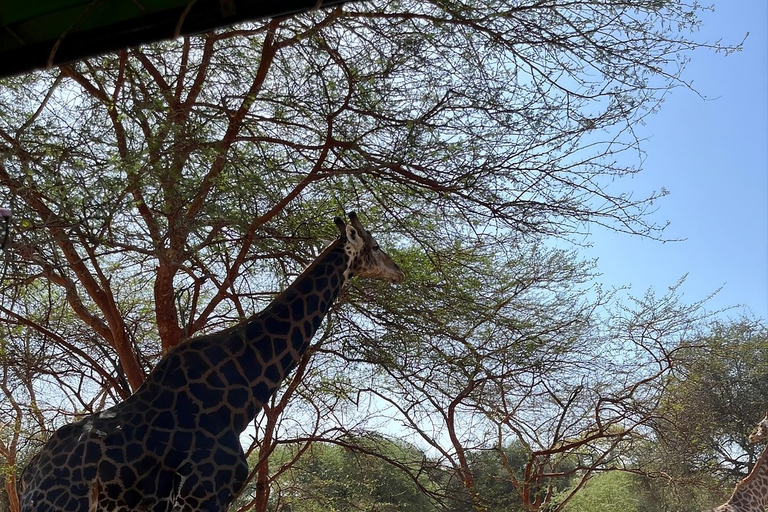 Saly: Bandia Reserve & Pink Lake Private Tour with Boat Ride