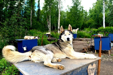 Fairbanks: Husky Hiking Tour