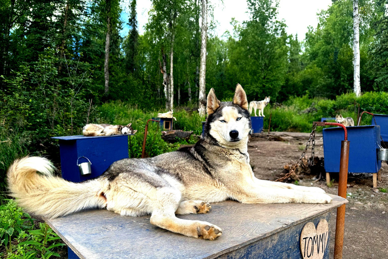 Fairbanks: Siberian Husky Kennel Tour