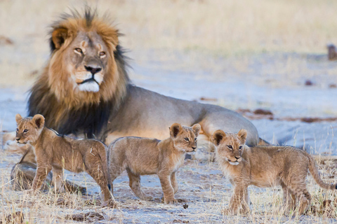 Victoria Falls: Chobe & Okavango Delta Camping Safari Tour