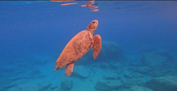 Zakynthos: Turtle Spotting and Keri Caves Boat Tour