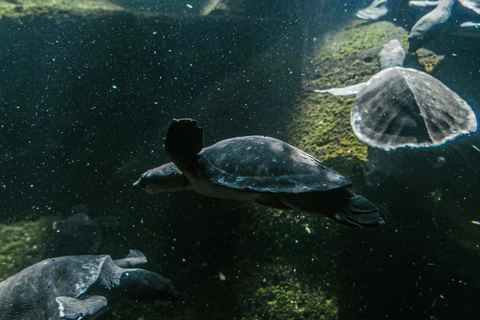 Bali/Nusa Dua: snorkeling, giro in barca con fondo trasparente e centro tartarugheTour per piccoli gruppi con trasferimento (Nusa Dua)