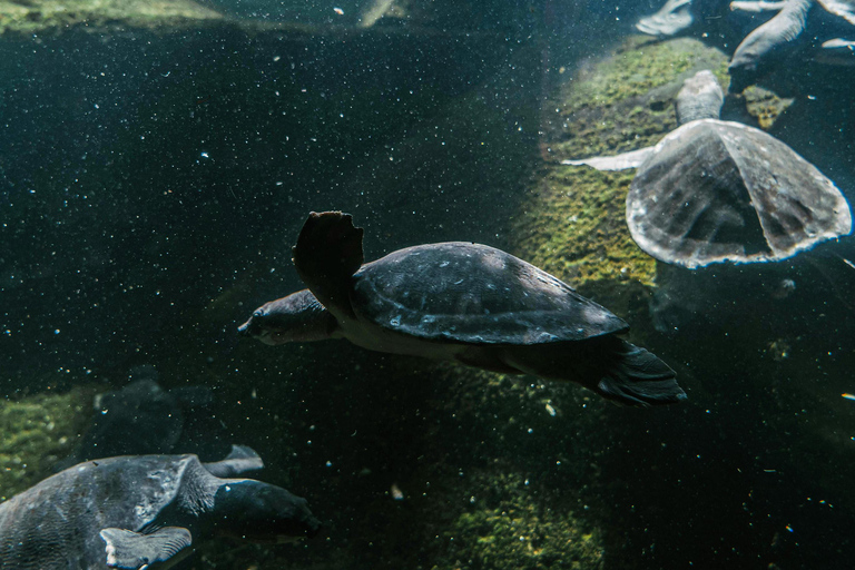 Bali/Nusa Dua: snorkeling, giro in barca con fondo trasparente e centro tartarugheTour per piccoli gruppi con trasferimento (Nusa Dua)