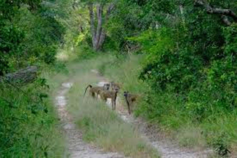 Malindi/Watamu: Guided tour to Arabuko Sokoke Rain Forest