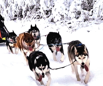 TARTU COUNTRY: SLED DOG TOUR AND KENNEL VISIT