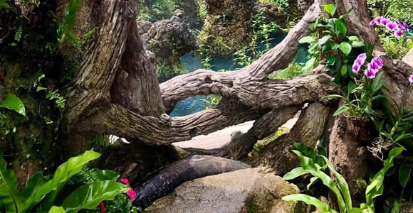 Chiang Mai: Sticky Waterfall & Angel Waterfall Park Day Tour