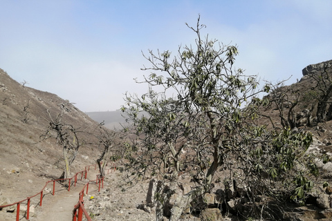 Vandring i Lomas de Lachay i Lima