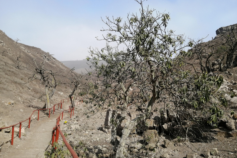 Vandring i Lomas de Lachay i Lima