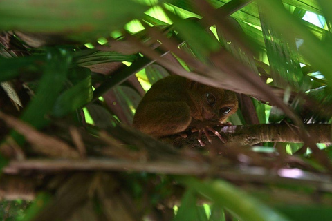Bohol: Chocolate Hills & Tarsiers Private Tour with Driver Bohol: Car/SUV/Van-only Affordable Private Tour