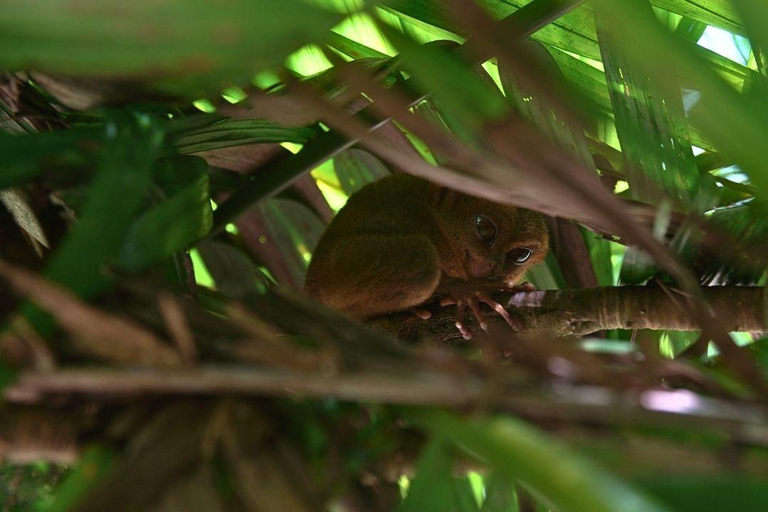 Bohol: Chocolate Hills & Tarsiers Private Tour with Driver Bohol: Car/SUV/Van-only Affordable Private Tour