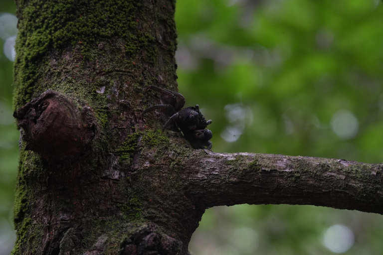 Khaolak: Little Amazon and Wat Khongkha Phimuk (Half Day)