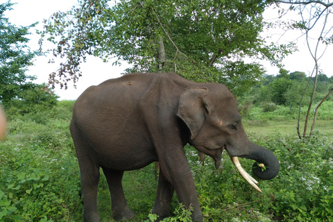 Desde:Mirissa/Galle/Hilkaduwa con safari por Udawalawe