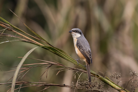 Chitwan Big Five Safari – 5 Days All Inclusive