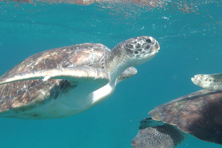 Poznaj żółwie: wycieczka z przewodnikiem po nurkowaniu w São PedroPoznajcie żółwie: wycieczka z przewodnikiem z nurkowaniem w São Pedro