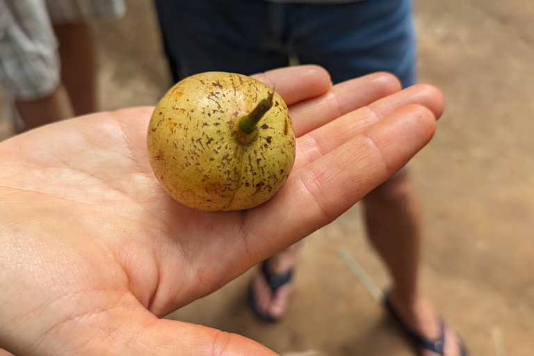 Zanzíbar: Excursión Privada al Bosque y Granja de Especias de Jozani con Almuerzo
